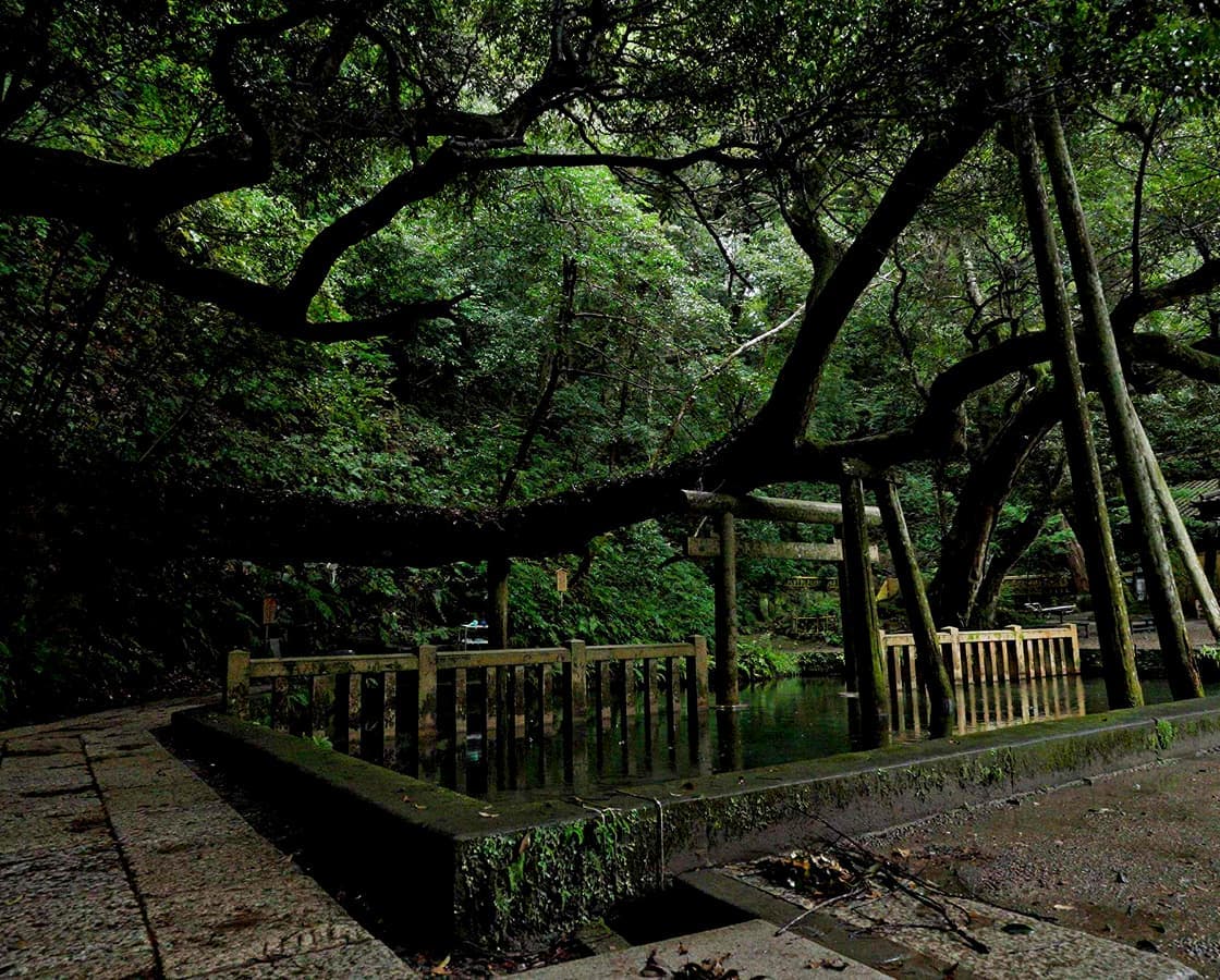 鹿島神宮御手洗の池の全体が写った風景