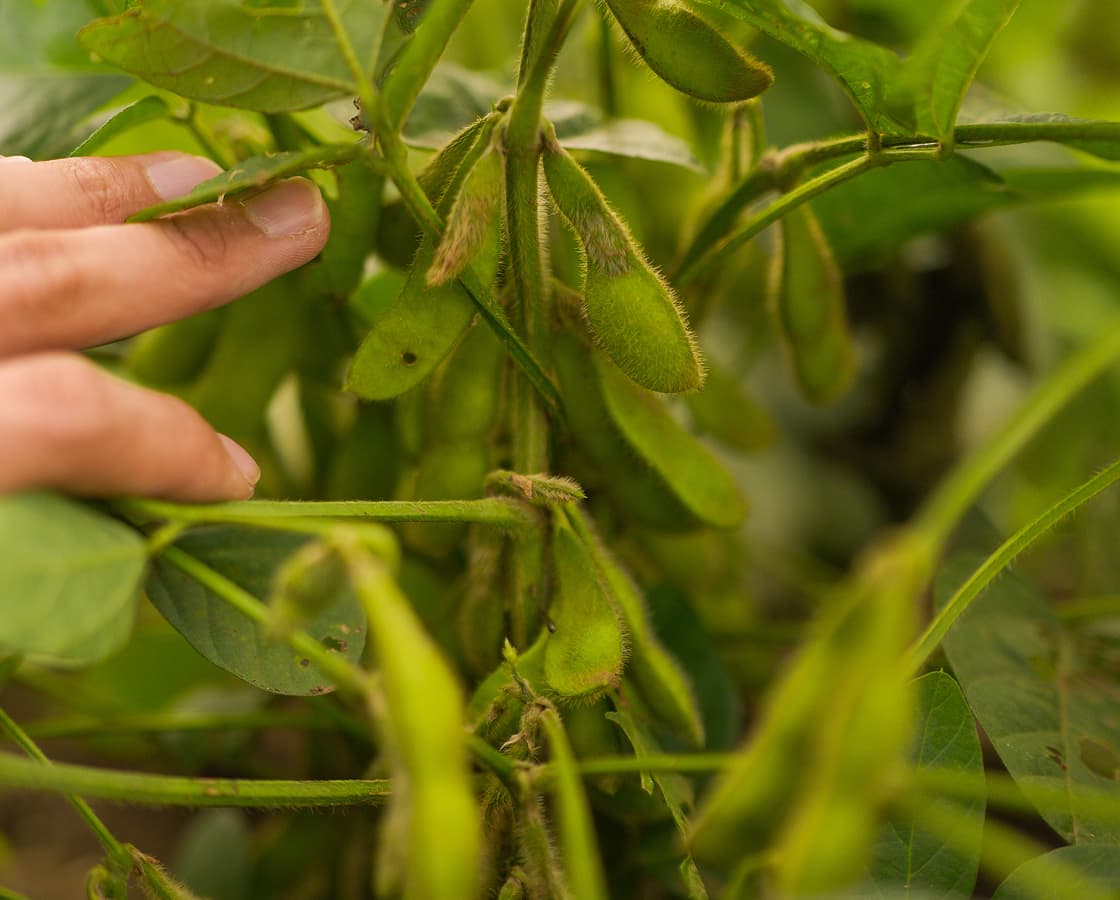 枝豆の成長を確認する農家の手が映った写真
