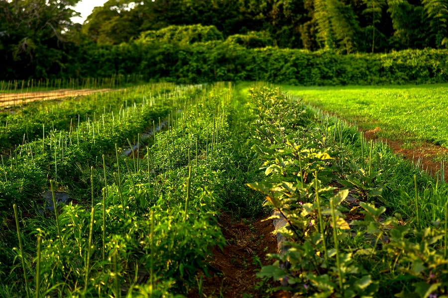 広大な畑の写真