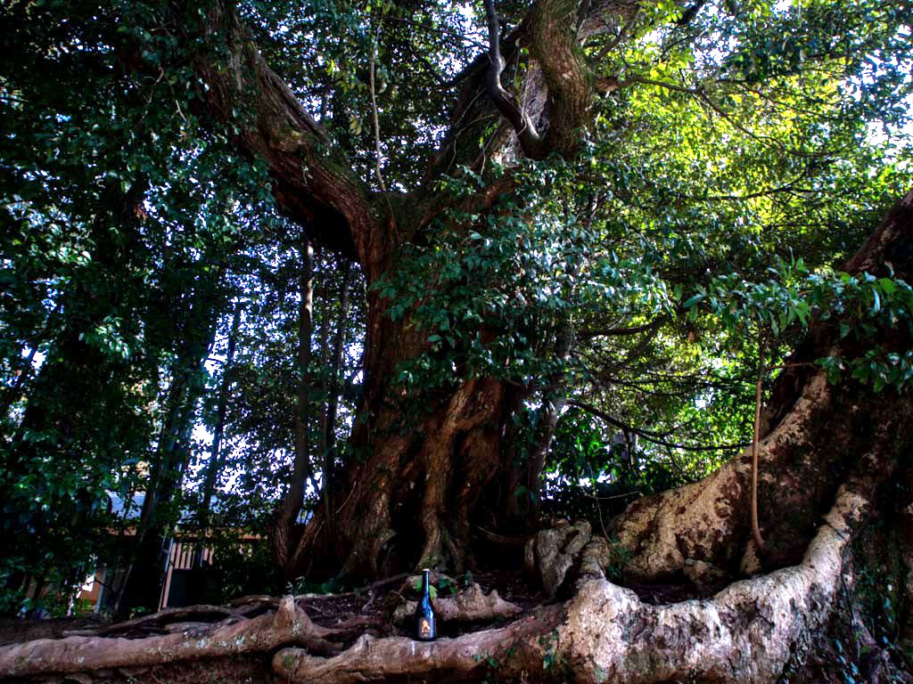 鹿島神宮の画像